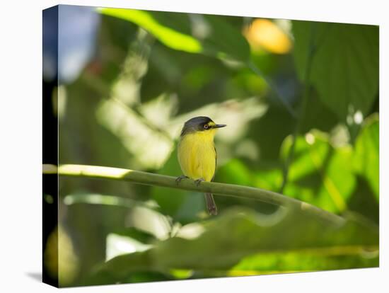 A Yellow-Lored Tody Flycatcher on a Branch in the Atlantic Rainforest in Ubatuba, Brazil-Alex Saberi-Stretched Canvas