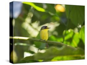 A Yellow-Lored Tody Flycatcher on a Branch in the Atlantic Rainforest in Ubatuba, Brazil-Alex Saberi-Stretched Canvas