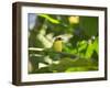 A Yellow-Lored Tody Flycatcher on a Branch in the Atlantic Rainforest in Ubatuba, Brazil-Alex Saberi-Framed Photographic Print