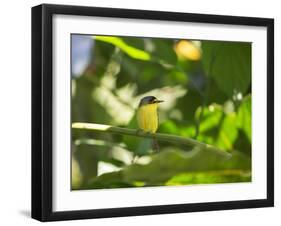 A Yellow-Lored Tody Flycatcher on a Branch in the Atlantic Rainforest in Ubatuba, Brazil-Alex Saberi-Framed Photographic Print