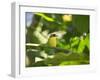 A Yellow-Lored Tody Flycatcher on a Branch in the Atlantic Rainforest in Ubatuba, Brazil-Alex Saberi-Framed Photographic Print