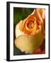 A Yellow Rose-Jana Liebenstein-Framed Premium Photographic Print