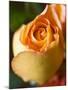 A Yellow Rose-Jana Liebenstein-Mounted Premium Photographic Print