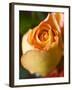 A Yellow Rose-Jana Liebenstein-Framed Photographic Print