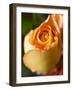 A Yellow Rose-Jana Liebenstein-Framed Photographic Print