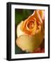 A Yellow Rose-Jana Liebenstein-Framed Photographic Print