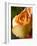 A Yellow Rose-Jana Liebenstein-Framed Photographic Print