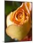 A Yellow Rose-Jana Liebenstein-Mounted Photographic Print