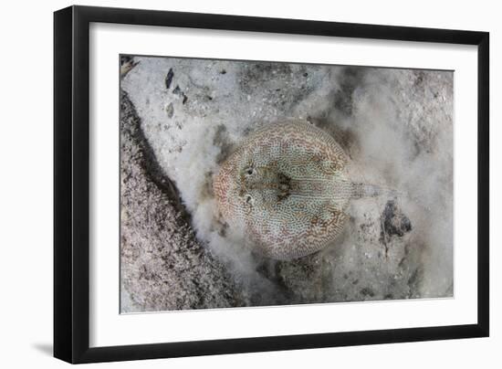 A Yellow Stingray Lays on the Sandy Seafloor of Turneffe Atoll in Belize-Stocktrek Images-Framed Photographic Print