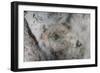 A Yellow Stingray Lays on the Sandy Seafloor of Turneffe Atoll in Belize-Stocktrek Images-Framed Photographic Print