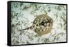 A Yellow Stingray on the Sandy Seafloor of Turneffe Atoll-Stocktrek Images-Framed Stretched Canvas