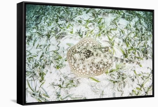 A Yellow Stingray on the Sandy Seafloor of Turneffe Atoll-Stocktrek Images-Framed Stretched Canvas