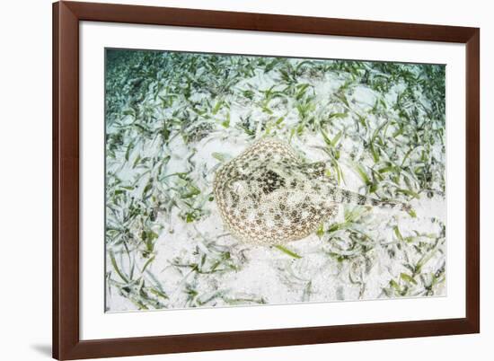 A Yellow Stingray on the Sandy Seafloor of Turneffe Atoll-Stocktrek Images-Framed Photographic Print