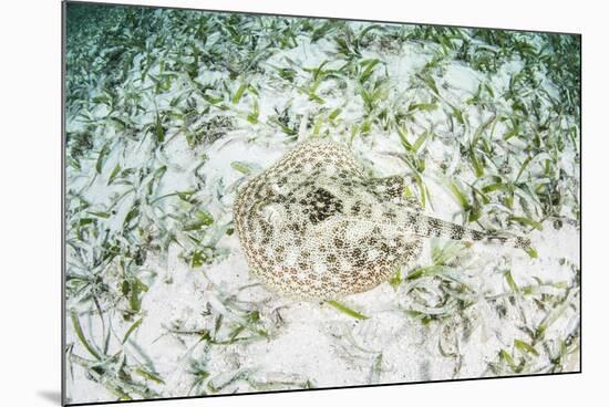 A Yellow Stingray on the Sandy Seafloor of Turneffe Atoll-Stocktrek Images-Mounted Photographic Print