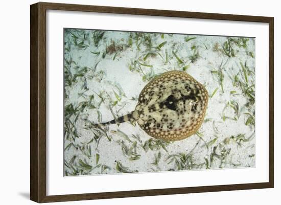 A Yellow Stingray on the Sandy Seafloor of Turneffe Atoll-Stocktrek Images-Framed Photographic Print