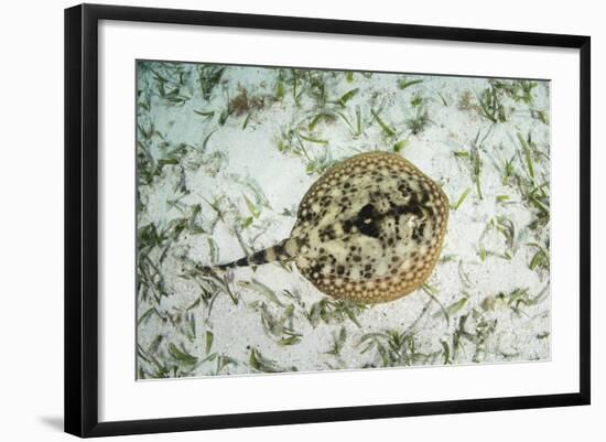 A Yellow Stingray on the Sandy Seafloor of Turneffe Atoll-Stocktrek Images-Framed Photographic Print