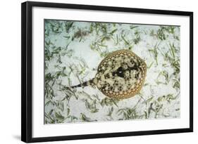 A Yellow Stingray on the Sandy Seafloor of Turneffe Atoll-Stocktrek Images-Framed Photographic Print