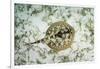 A Yellow Stingray on the Sandy Seafloor of Turneffe Atoll-Stocktrek Images-Framed Photographic Print