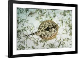 A Yellow Stingray on the Sandy Seafloor of Turneffe Atoll-Stocktrek Images-Framed Photographic Print