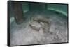 A Yellow Stingray Swims Beneath a Pier Off the Coast of Belize-Stocktrek Images-Framed Stretched Canvas