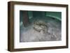 A Yellow Stingray Swims Beneath a Pier Off the Coast of Belize-Stocktrek Images-Framed Photographic Print