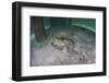 A Yellow Stingray Swims Beneath a Pier Off the Coast of Belize-Stocktrek Images-Framed Photographic Print