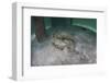 A Yellow Stingray Swims Beneath a Pier Off the Coast of Belize-Stocktrek Images-Framed Photographic Print