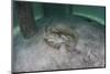 A Yellow Stingray Swims Beneath a Pier Off the Coast of Belize-Stocktrek Images-Mounted Photographic Print