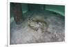 A Yellow Stingray Swims Beneath a Pier Off the Coast of Belize-Stocktrek Images-Framed Photographic Print