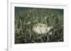 A Yellow Stingray Swims Beneath a Pier Off the Coast of Belize-Stocktrek Images-Framed Photographic Print