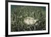 A Yellow Stingray Swims Beneath a Pier Off the Coast of Belize-Stocktrek Images-Framed Photographic Print