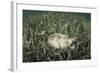 A Yellow Stingray Swims Beneath a Pier Off the Coast of Belize-Stocktrek Images-Framed Photographic Print