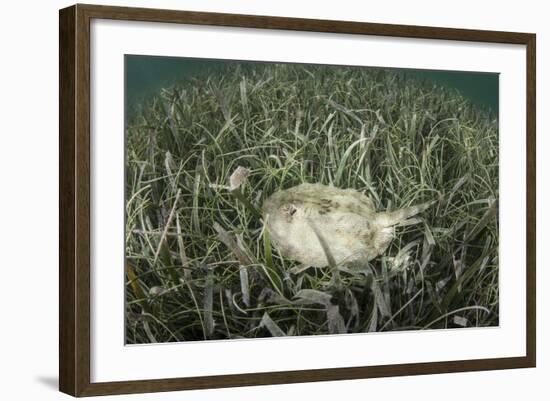 A Yellow Stingray Swims Beneath a Pier Off the Coast of Belize-Stocktrek Images-Framed Photographic Print