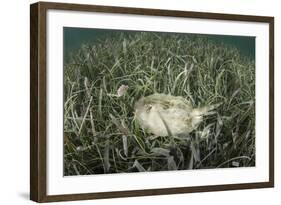 A Yellow Stingray Swims Beneath a Pier Off the Coast of Belize-Stocktrek Images-Framed Photographic Print