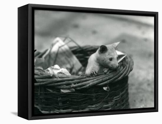 A Young Albino Opossum Peering Out of a Basket at London Zoo, October 1920-Frederick William Bond-Framed Stretched Canvas
