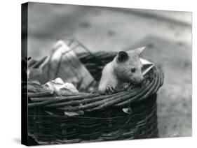 A Young Albino Opossum Peering Out of a Basket at London Zoo, October 1920-Frederick William Bond-Stretched Canvas