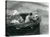 A Young Albino Opossum Peering Out of a Basket at London Zoo, October 1920-Frederick William Bond-Stretched Canvas