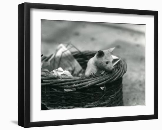 A Young Albino Opossum Peering Out of a Basket at London Zoo, October 1920-Frederick William Bond-Framed Premium Photographic Print