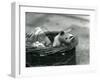 A Young Albino Opossum Peering Out of a Basket at London Zoo, October 1920-Frederick William Bond-Framed Premium Photographic Print