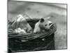 A Young Albino Opossum Peering Out of a Basket at London Zoo, October 1920-Frederick William Bond-Mounted Premium Photographic Print