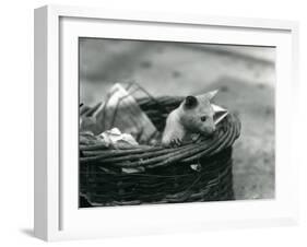 A Young Albino Opossum Peering Out of a Basket at London Zoo, October 1920-Frederick William Bond-Framed Photographic Print
