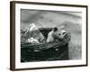 A Young Albino Opossum Peering Out of a Basket at London Zoo, October 1920-Frederick William Bond-Framed Photographic Print