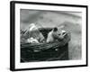 A Young Albino Opossum Peering Out of a Basket at London Zoo, October 1920-Frederick William Bond-Framed Photographic Print