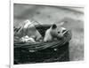 A Young Albino Opossum Peering Out of a Basket at London Zoo, October 1920-Frederick William Bond-Framed Photographic Print