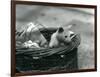A Young Albino Opossum Peering Out of a Basket at London Zoo, October 1920-Frederick William Bond-Framed Photographic Print
