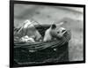 A Young Albino Opossum Peering Out of a Basket at London Zoo, October 1920-Frederick William Bond-Framed Photographic Print