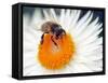 A Young Bee Sitting on a Flower in the Park at Saxon Pillnitz Near Dresden, 2011-null-Framed Stretched Canvas