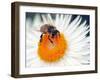 A Young Bee Sitting on a Flower in the Park at Saxon Pillnitz Near Dresden, 2011-null-Framed Photo