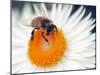 A Young Bee Sitting on a Flower in the Park at Saxon Pillnitz Near Dresden, 2011-null-Mounted Photo