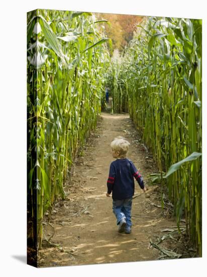 A young boy wanders a corn maze at the Moulton Farm, Meredith, New Hampshire, USA-Jerry & Marcy Monkman-Stretched Canvas